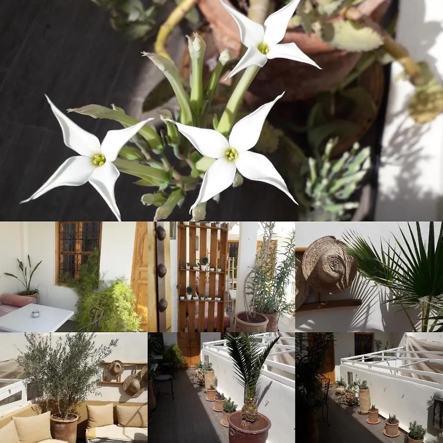 Gæstehus Riad Safina Marrakesh